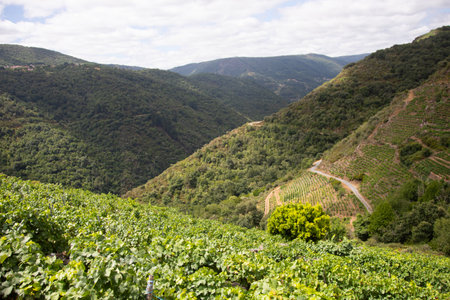 Panoramic views of the vineyards of the Sil Canyon in the Ribeira Sacra (Galicia, Spain). Examples of heroic viticulture.の写真素材