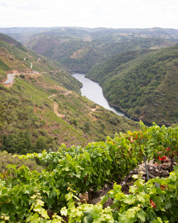 Panoramic views of the vineyards of the Sil Canyon in the Ribeira Sacra (Galicia, Spain). Examples of heroic viticulture.の写真素材