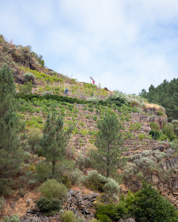 Vineyards on the slopes of the Sil Canyon in the Ribeira Sacra region (Galicia, Spain). Examples of heroic viticulture.の写真素材