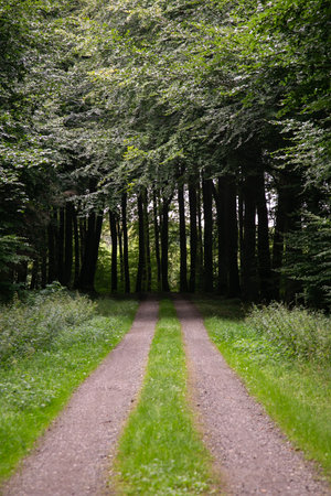 Rural path through the forests and landscapes of southern Denmarkの写真素材