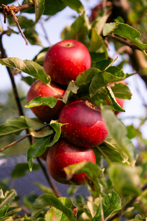 Red apples in an organic garden outside Copenhagen, Denmark.