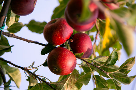 Red apples in an organic garden outside Copenhagen, Denmark.