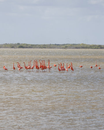 Group of pink flamingos at the RÃ­o Lagartos reserve on Mexico's Yucatan Peninsula.の写真素材