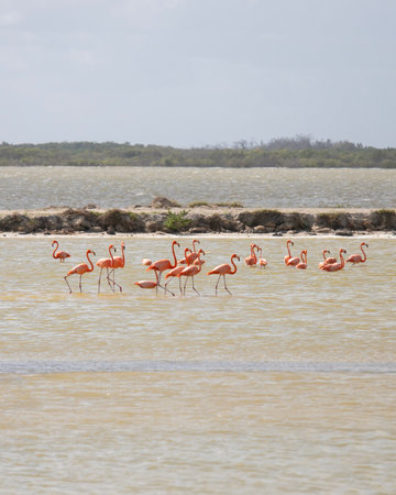 Group of pink flamingos at the RÃ­o Lagartos reserve on Mexico's Yucatan Peninsula.の写真素材