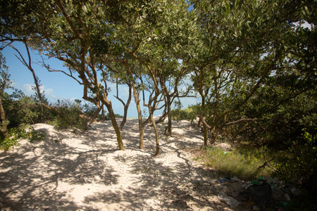Nature reserve and beautiful beach in RÃ­o Lagartos on the Yucatan Peninsula in Mexico.の写真素材