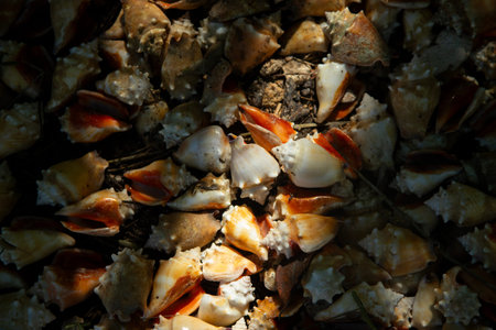 Close-up view of a pile of conch shells with dramatic lighting and shadows in Sisal, Yucatan,...