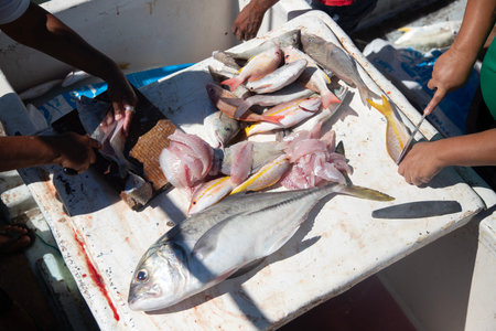 Fishermen filling fresh tropical reef fish on a boat table with large trevally in foreground in...