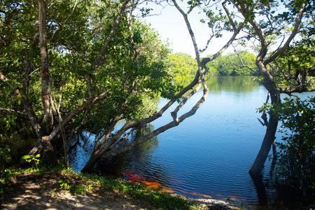 The tannin-rich water of a Mexican mangrove ecosystem reveals submerged plant life below the surface in natural Park in Yucatan.の写真素材