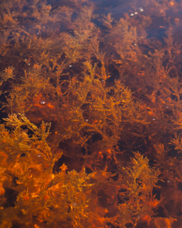 The tannin-rich water of a Mexican mangrove ecosystem reveals submerged plant life below the surface...