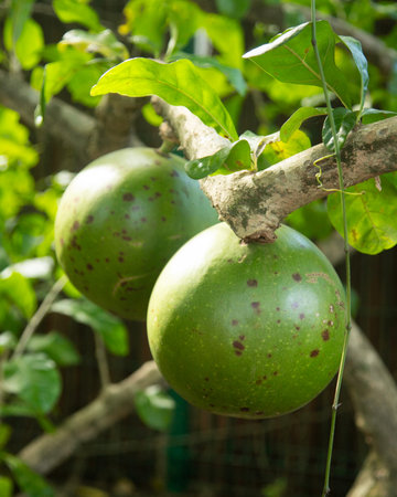 A large, green, speckled calabash fruit hangs from a tree branch in the sunlight in Yukatan...