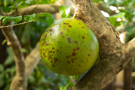 A large, green, speckled calabash fruit hangs from a tree branch in the sunlight in Yukatan...