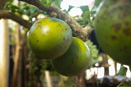 A large, green, speckled calabash fruit hangs from a tree branch in the sunlight in Yukatan...