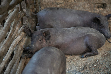 Mexican hairless Creole pig on a farm in a rural area in the interior of the Yukatan Peninsula.