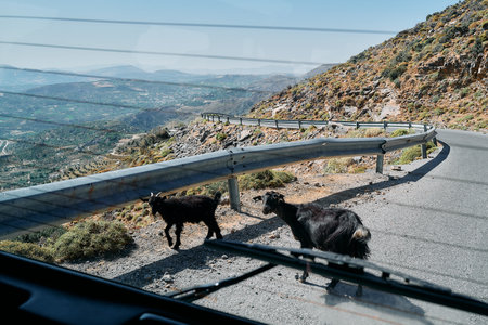 Two goats are walking on a road. The road is curvy and has a lot of rocksの写真素材