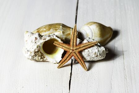 Various sea shells isolated on a natural white wooden backgroundの写真素材