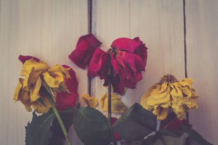 Rose petals on white textured wooden background with a vintage approachの写真素材