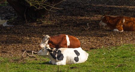 Cows resting under tree shadow during the daytime in fall seasonの写真素材