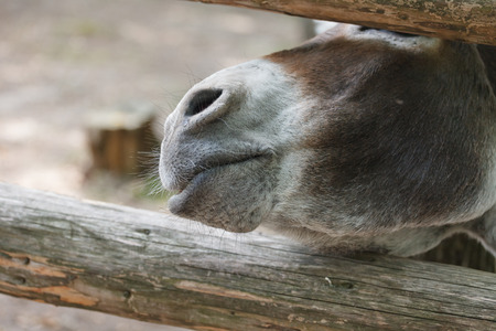 Grey humble donkey in his natural habitatの写真素材