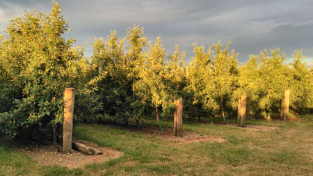 Small apples in orchard organic