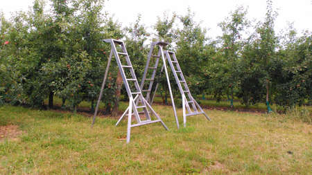 Three apple metallic ladders