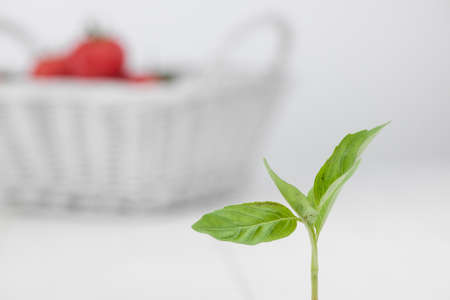 green petal on the background basket with tomatoesの写真素材