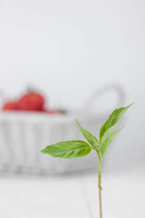 green petal on the background basket with tomatoesの写真素材