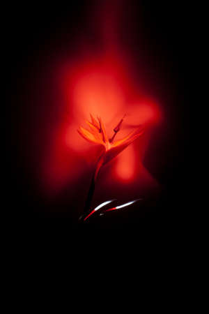 one red flower close-up on a black backgroundの写真素材
