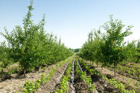 fruit and apple trees on a ridge in a row in the open airの写真素材