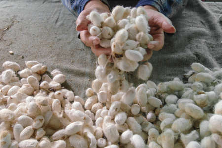 many white silk cocoons in the hands and gray cloth
