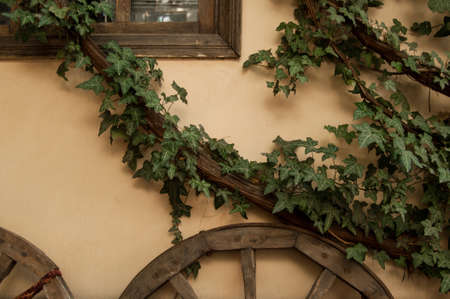 wooden wheel and branch of a tree with leaves on a wall background with an old window