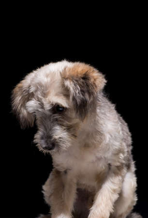 one mongrel dog puppy on a black background. studio shotの写真素材