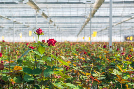 Close-up of a rose on a blurred floral background in a greenhouseの写真素材