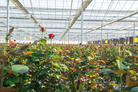 Close-up of a rose on a blurred floral background in a greenhouseの写真素材