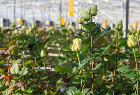 Close-up of a rose on a blurred floral background in a greenhouseの写真素材