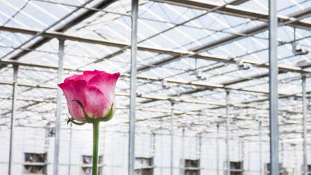 Close-up of a rose on a blurred floral background in a greenhouseの写真素材