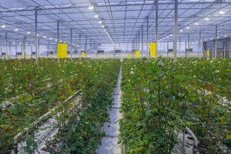 large greenhouse with roses with burning light in the eveningのeditorial素材