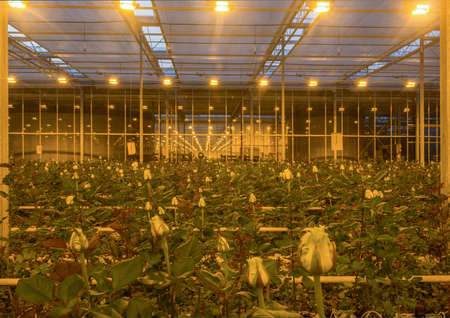 large greenhouse with roses with burning light in the eveningのeditorial素材
