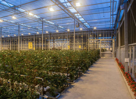 large greenhouse with roses with burning light in the eveningのeditorial素材
