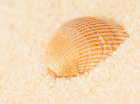 seashell on the sand on a blurred background, close-up