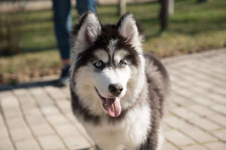 husky dog in the park in the summer seasonの写真素材