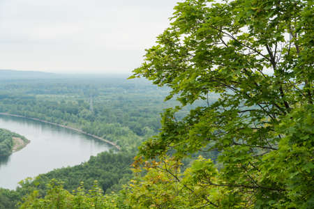 tree on the background of the landscape with the river and forest