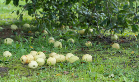 ripe apples on the ground in the garden