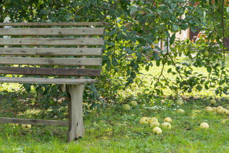 ripe apples on the ground in the garden with benchの写真素材