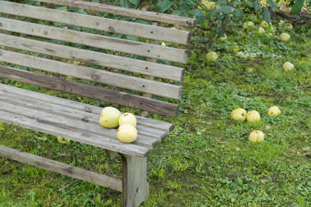 ripe apples on the ground and a garden benchの写真素材