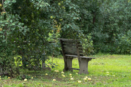 ripe apples on the ground in the garden with benchの写真素材