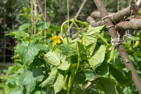 growing cucumbers in a private gardenの写真素材