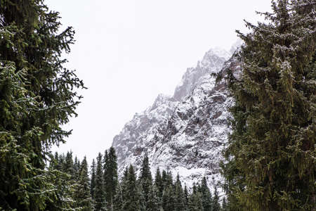 winter mountain landscape with pine treesの写真素材