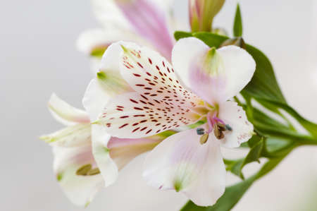 A selective focus shot of white alstroemeriaの写真素材