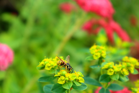 Yellow jacket, predatory social wasps of the genera Vespula and Dolichovespula on yellow flower