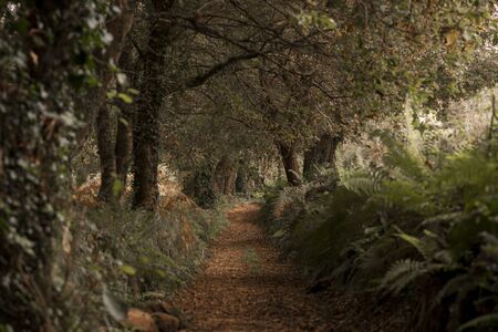 forest path with leaves on the groundの写真素材